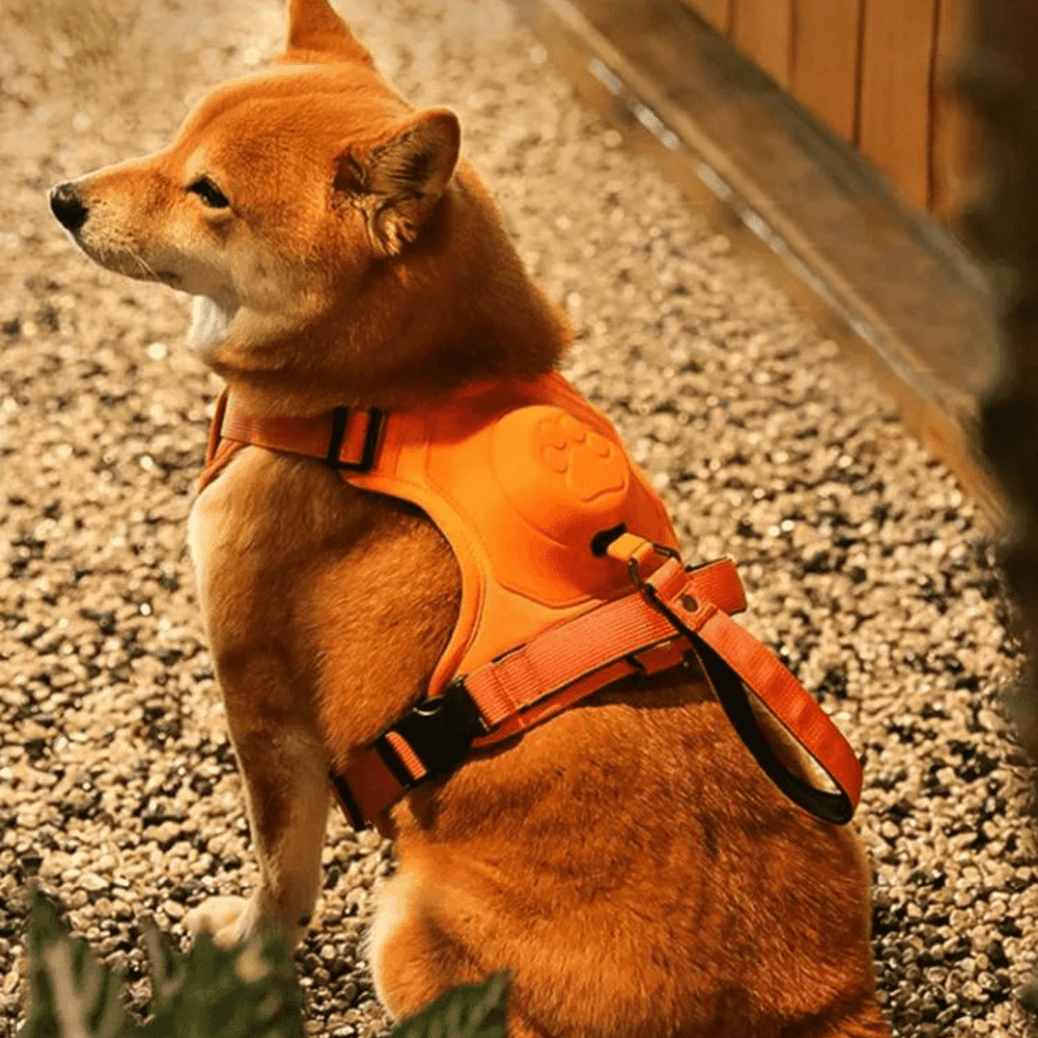 Vivastria® 2 in 1 Pet Harness